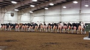 BC Holstein Show 2017 Competition